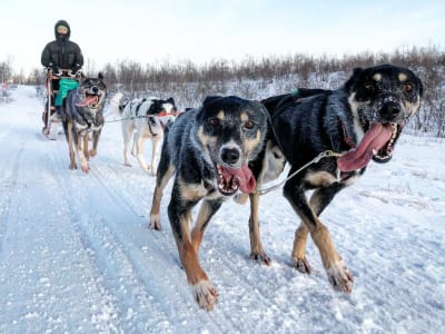 Self-Drive Dog Sledding Excursion in Kiruna