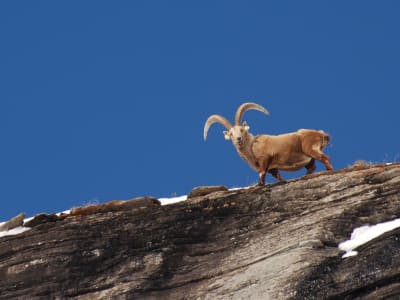 Snowshoeing and wildlife observation in Bessans near Val Cenis