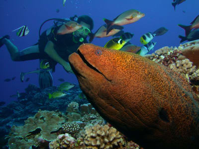 FFESSM / ANMP / CMAS diving course in Moorea