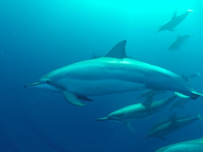 Observation des dauphins à l’Île Maurice en speed boat privé depuis Rivière Noire