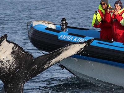 Walbeobachtung und Papageientaucherinsel-Tour in Húsavík