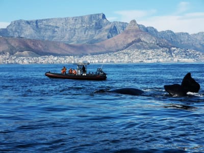 Marine big 5 excursion in Table Bay from Cape Town