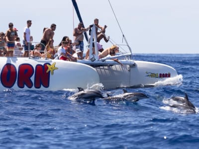Whale and Dolphin-Watching Catamaran Tour from Funchal, in Madeira