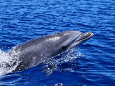 Excursion en bateau à la rencontre des dauphins et apéritif à Lampedusa, Sicile