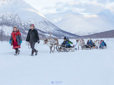 Excursion d'une journée en traîneau à rennes au départ de Tromsø