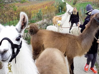 Randonnée avec des alpagas et des lamas à Mödling, près de Vienne, en Autriche