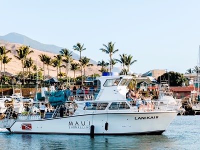 Whale-Watching Tour in Maui from Maalaea