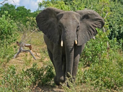 Excursión de safari al Parque Nacional de Chobe, desde las cataratas Victoria