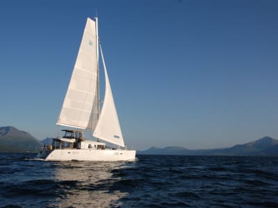 Fjord Cruise on a Luxury Catamaran from Tromsø