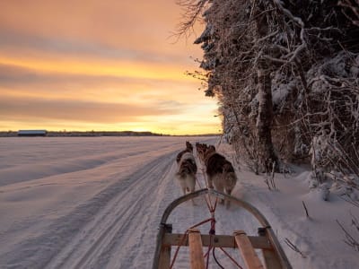 Safari nocturne en traîneau à chiens dans la Laponie suédoise au départ de Luleå