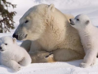 Ranua Wildlife Park Tour from Rovaniemi