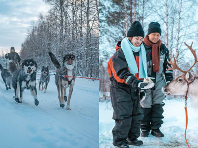 Self-Drive Dog Sledding Excursion and Reindeer Sleigh Ride from Rovaniemi