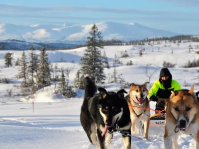 Discover Dog Sledding in Kopperå near Trondheim