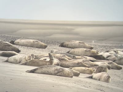 Guided Seal Watching Tour in the Baie de Somme at the Pointe du Hourdel