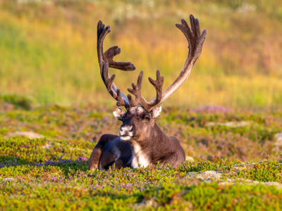 Scenic Sightseeing and Wildlife Tour around Andøya from Sortland in Vesterålen