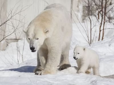 Guided Tour of Ranua Wildlife Park from Rovaniemi
