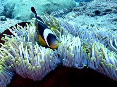 Excursion guidée de snorkeling dans la baie de Tamarin 