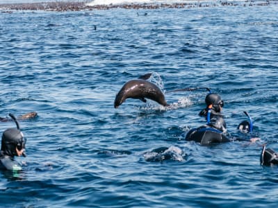Kelp Forest Schnorchel Bootsausflug in Kapstadt
