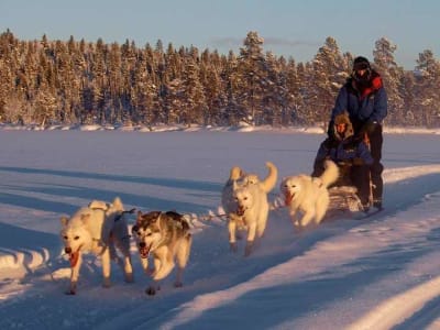 Selbstfahrer-Hundeschlittentour bei Kiruna, Schweden