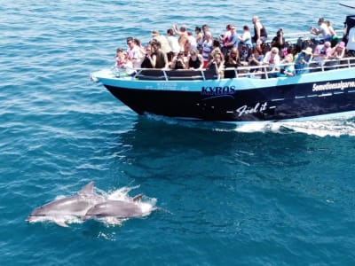 Avistamiento de delfines y excursión guiada en barco a las grutas de Benagil desde Portimão