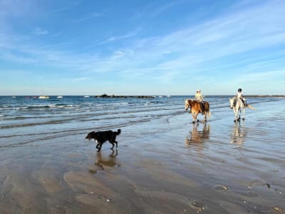 Balade à cheval sur la plage à l'île d'Yeu