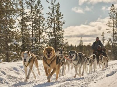 Übernachtung in einer Wildnishütte und Hundeschlittenexpedition bei Kiruna