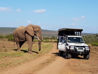 Safari to Addo Elephant National Park and Kragga Kamma Game Park from Gqeberha (Port Elizabeth)