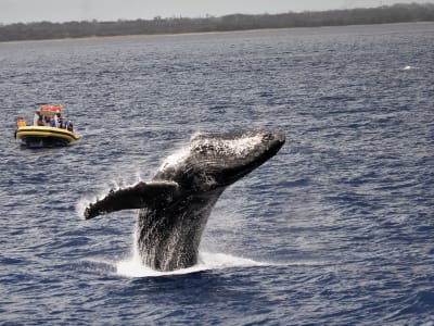 Eco-conscious whale watching boat tour from Lahaina, Maui 