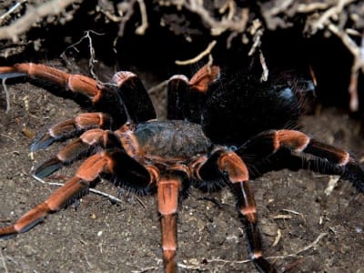 Caminata Nocturna en el Bosque Nuboso de Monteverde
