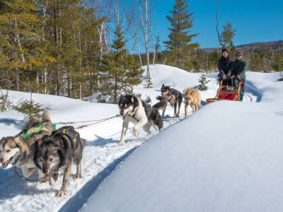 Dog Sledding Discovery in Saint-Siméon, Charlevoix