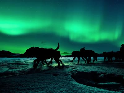 Self-Drive Dog Sledding, Snowmobiling and Northern Lights from Tromsø