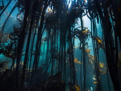 Snorkel tour of the Great African Seaforest, near Cape Town