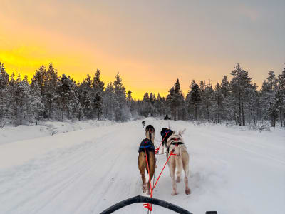 Self-Drive 5km Dog Sledding Excursion in Kemijärvi