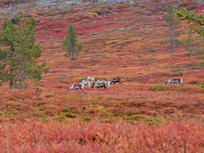 Excursión de senderismo en otoño y visita a una granja de renos desde Levi