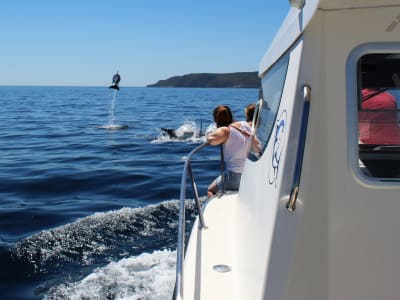 Excursión de avistamiento de delfines en el Parque Natural de Arrábida, cerca de Lisboa
