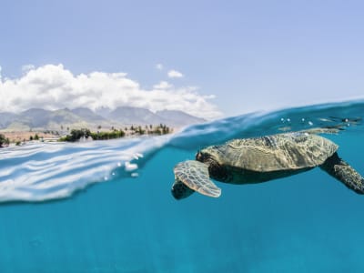 Excursión de Snorkel en barco en Maui desde el puerto de Ma'alaea a la ciudad de las tortugas de Lahaina 