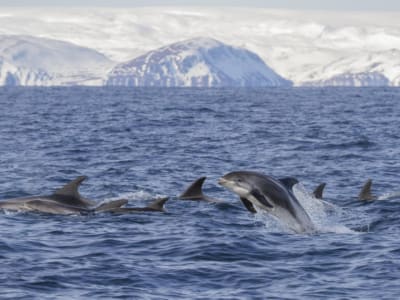 Guided Bird Watching Boat Tour around the Hornøya Island from Vardø