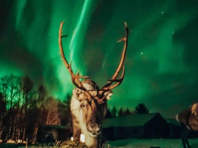 Northern Lights Reindeer Sleigh Ride from Rovaniemi