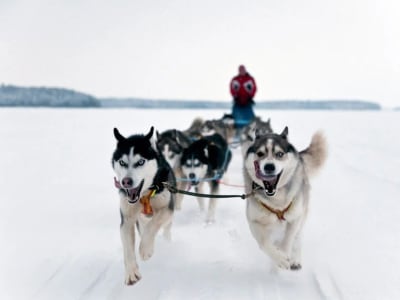 Dog Sledding and Reindeer Sledding Excursion in Levi