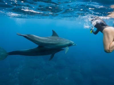 Nadar con delfines salvajes en Oahu desde Waianae, Hawaii