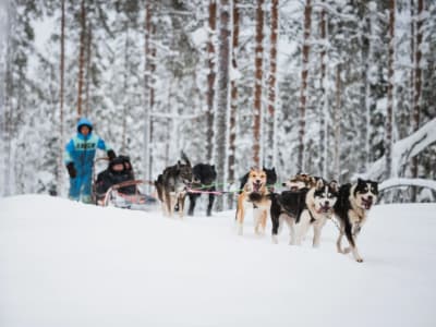 Husky Farm Visit and Sled Ride Experience from Levi