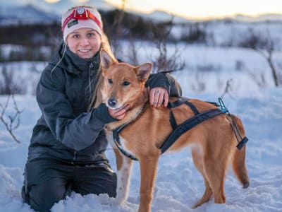 Visita a una residencia de huskies y cena bajo la aurora boreal en Tromsø