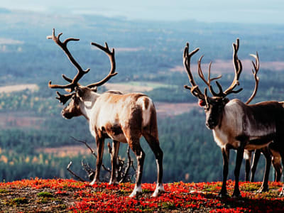 Wildlife Safaris from Rovaniemi