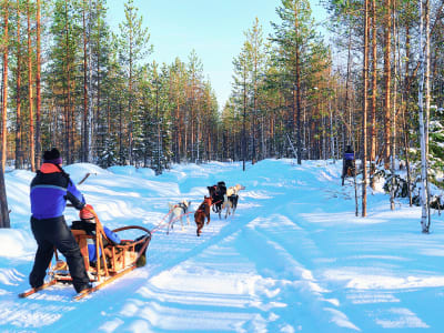 Husky Farm Visit and Dog Sledding Excursion from Rovaniemi