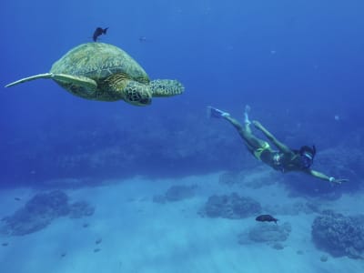Snorkel con tortugas en el Cañón de las Tortugas de O'ahu