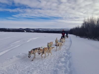 Chiens de traîneau en autonomie à Børselv, Finnmark