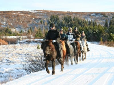 Excursion intermédiaire à cheval dans la zone de préservation de Reykjanes, près de Reykjavík