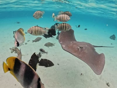Snorkelling trip in the Moorea lagoon with rays and turtles, French Polynesia