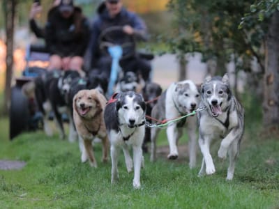 Besuch eines Husky-Zwingers und Sommerhundeschlittenfahrt bei Kiruna