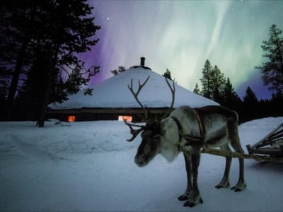 Northern Lights Hunt by Reindeer Sleigh from Saariselkä